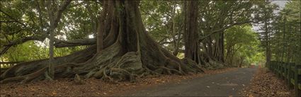 Norfolk Island Banyan - NSW (PBH4 00 12047)